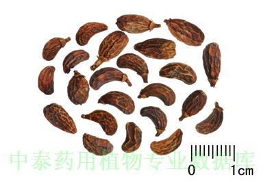 药材图片
