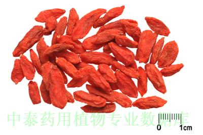 药材图片