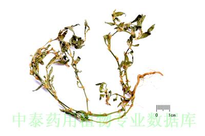 药材图片